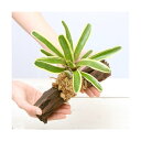 (観葉植物)テラリウム向け ネオレゲリア 流木付 大(約25cm)(3本) ブロメリア