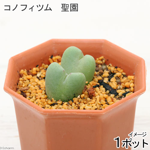 （観葉植物）コノフィツム　聖園 2号（1鉢）【HLS_DU】のサムネイル