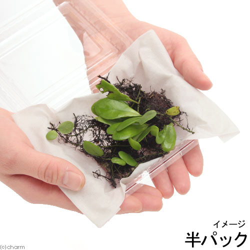 （山野草）シダ（羊歯）リュウキュウマメヅタ 半パック 常緑性多年草