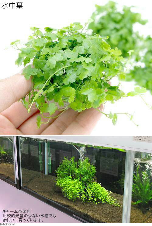 �ʿ���ˡ������ѡ����������ȥ�ꥢ�󡡥Υ��ɥ�ܡ���ʿ���աˡ�̵�����ˡ�3�ġ�