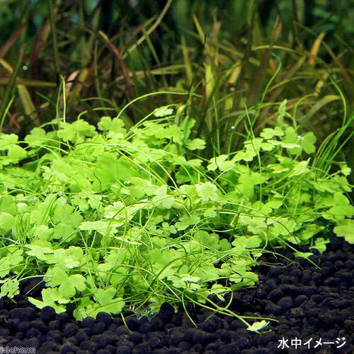 �ʿ���ˡ������ѡ����ߥå����ܡ���ʥإ����硼�ܥ������ȥ�ꥢ��Υ��ɥ�ˡʿ���աˡ�3�ġ�