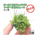 (水草)育成済 ミックスボール(ヘアショー+オーストラリアンノチドメ)(水上葉)(5個)