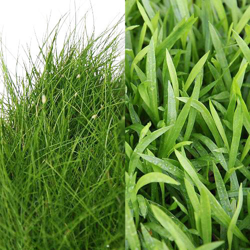 （水草）前景　2種セット　ヘアーグラスショート（1束分）＋エキノドルス　テネルス（水上葉）（5株）