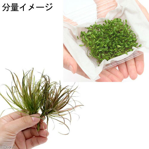 （水草）前景2種セット　グロッソスティグマ（半パック分）＋ブリクサショート（2...