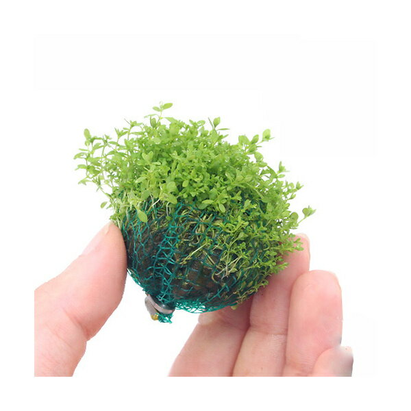 （水草）★育成済★　南米産ミズハコベ　ボール（水上葉）（無農薬）（3個）
