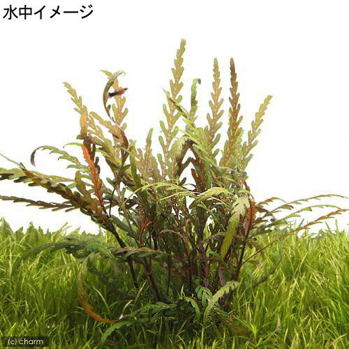 �ʿ���˥ϥ������ե��顡�ԥ�ʥƥ��ե�����ή���ա�M�������ʿ���աˡ�̵�����ˡ�1�ܡˡ���20cm��