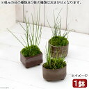 (山野草)苔盆栽 益子焼鉢植え ヒメホタルイ 鉢おまかせ(1鉢)