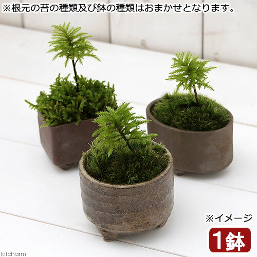 （盆栽）苔盆栽　益子焼鉢植え　コ