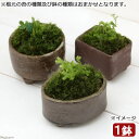 (盆栽)苔盆栽 益子焼鉢植え クラマゴケ 鉢おまかせ(1鉢)