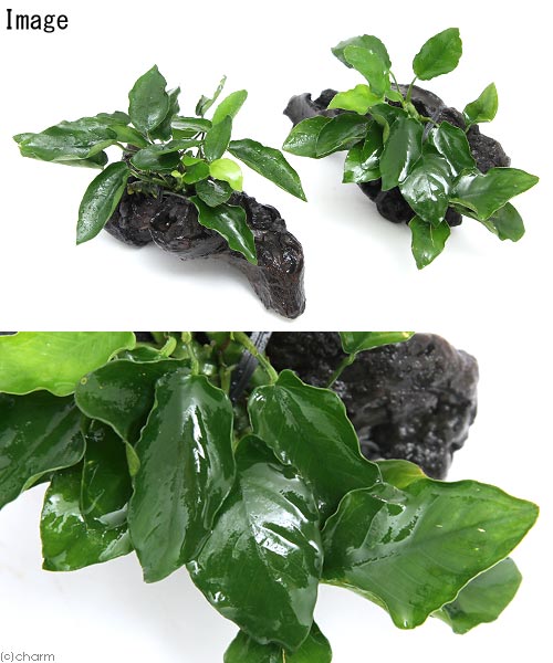 �ʿ���˥��̥ӥ����ʥʡ����󥰡��������֥꡼�ա�ή���ա�S��������1�ܡˡ���15cm��