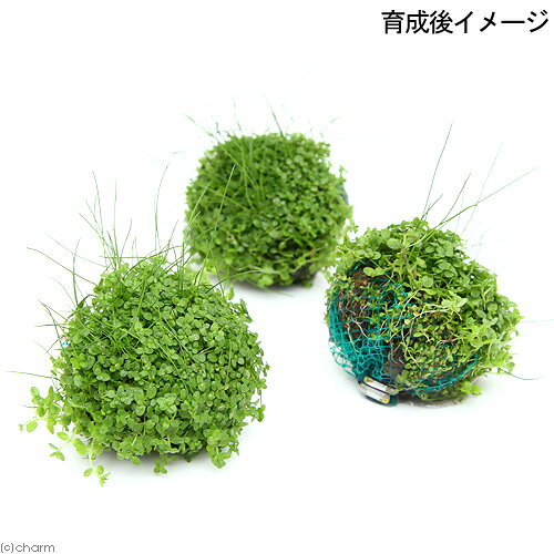 （水草）巻きたて　ミックスボール（ヘアショー＋キューバパール）（水上葉）（1個）