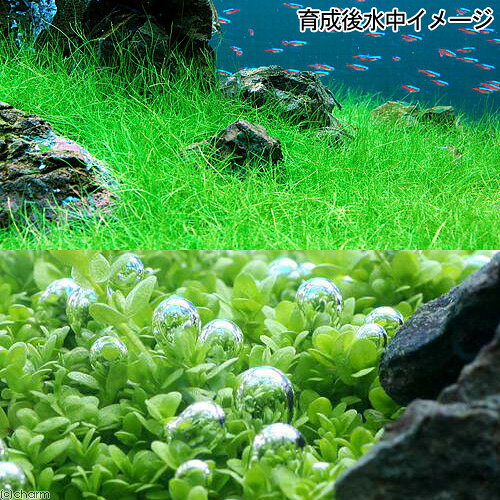 （水草）巻きたて　ミックスボール（ヘアショー＋キューバパール）（水上葉）（1個）