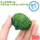 (水草)巻きたて ミックスボール(ヘアショー+キューバパール)(水上葉)(5個)