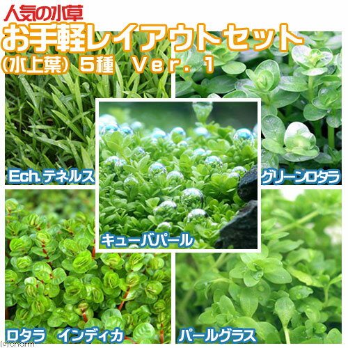（水草）お手軽レイアウト5種セット（水上葉）5種　（1セット）