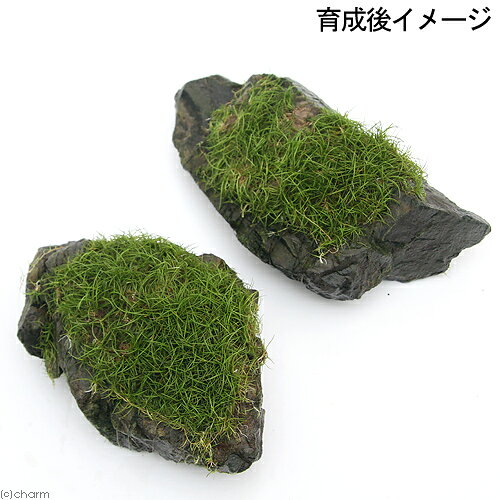 （水草）巻きたて　ロックウール付　ヘアーグラスショート　風山石　Mサイズ（12〜...