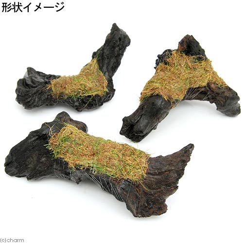 �ʿ���˴������ơ����å��������ա��إ������饹���硼�ȡ�ή�ڡ�S�������ʿ���աˡ�̵�����ˡ�3�ܡˡ���15cm��