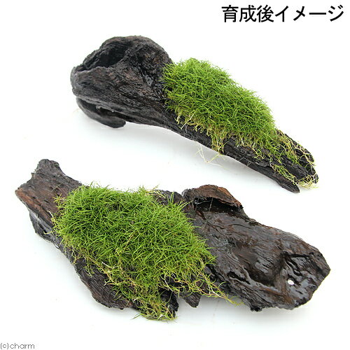 �ʿ���˴������ơ����å��������ա��إ������饹���硼�ȡ�ή�ڡ�M�������ʿ���աˡ�̵�����ˡ�1�ܡˡ���20cm��