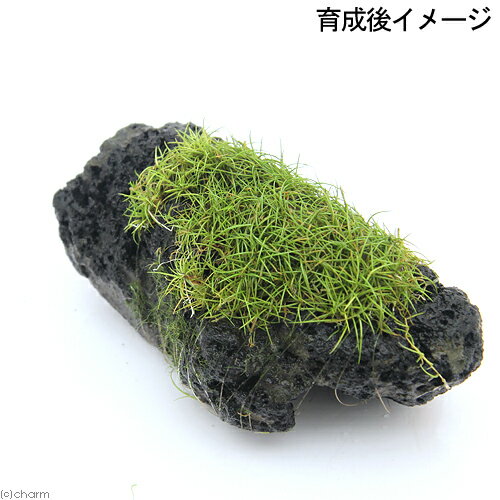 �ʿ���˴������ơ����å��������ա��إ������饹���硼�ȡ��ϴ��С�S��������8��12cm�ˡʿ���աˡ�̵�����ˡ�3�ġ�