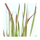 (ビオトープ)水生植物 ベニチガヤ(3ポット) 湿性植物