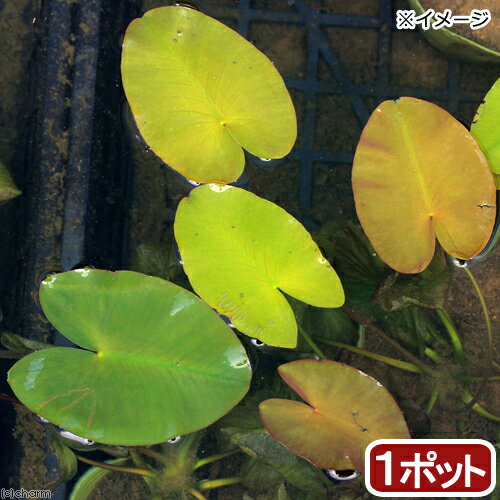 （ビオトープ）水辺植物　河骨　サイコクヒメコウホネ（1ポット）　浮葉植物