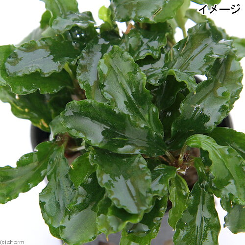 （水草）ブセファランドラsp．グリーンウェービー（インボイス）（水上葉）（3ポッ...
