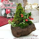 (山野草)苔盆栽 クリスマスツリー 溶岩石鉢植え(1鉢) 冬季販売ver
