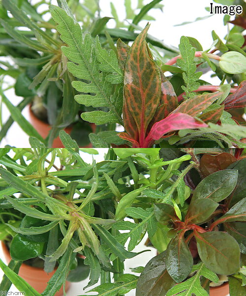 charm 楽天市場店の（水草）プチ素焼き鉢　クリスマスカラーの寄せ植えミックス（水上葉）（3個）｜アングル2