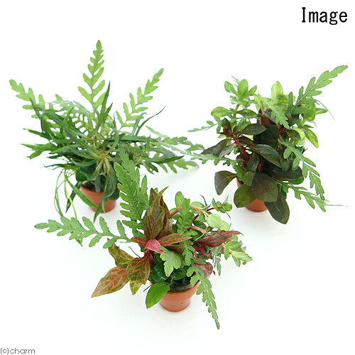 charm 楽天市場店の（水草）プチ素焼き鉢　クリスマスカラーの寄せ植えミックス（水上葉）（3個）｜アングル3