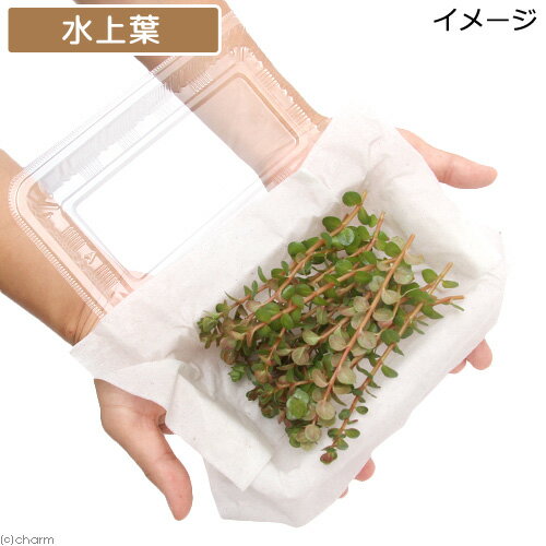 （水草）ロタラsp．ミャンマー産（水上葉）（無農薬）（20本）