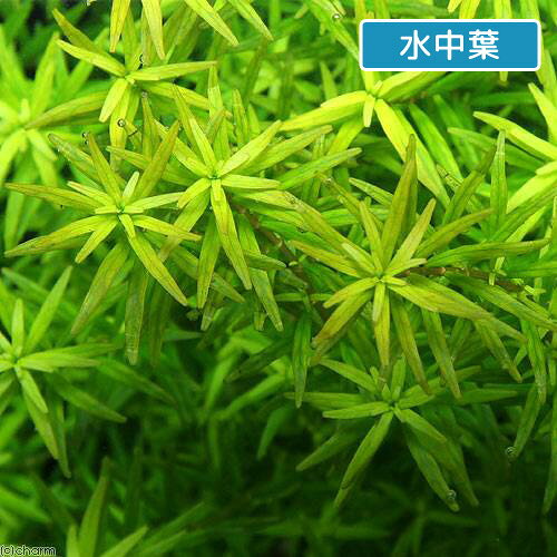 （水草）ロタラsp．マンヤン（水上葉）（無農薬）（20本）