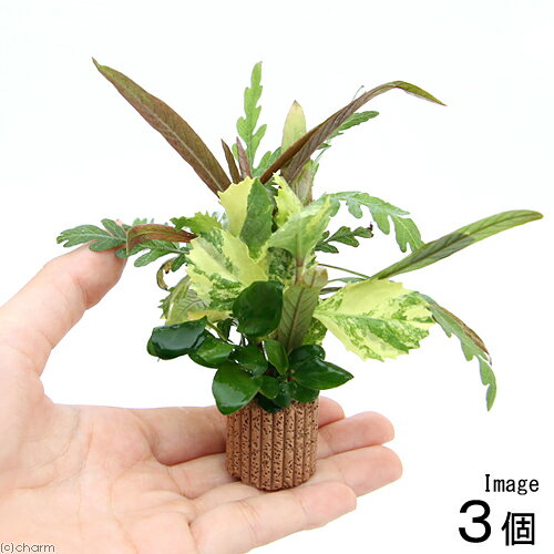 （水草）ライフマルチ（茶）寄せ植えミックス　Ver．クリスマスカラー（水上葉）（3個）