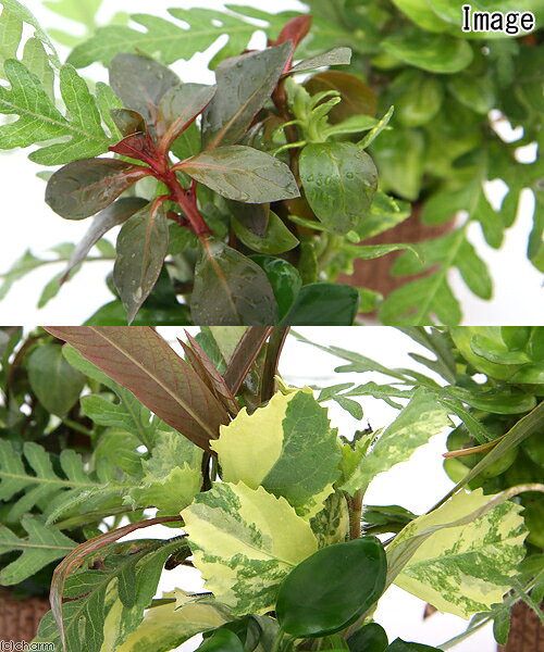 （水草）ライフマルチ（茶）寄せ植えミックス　Ver．クリスマスカラー（水上葉）（...