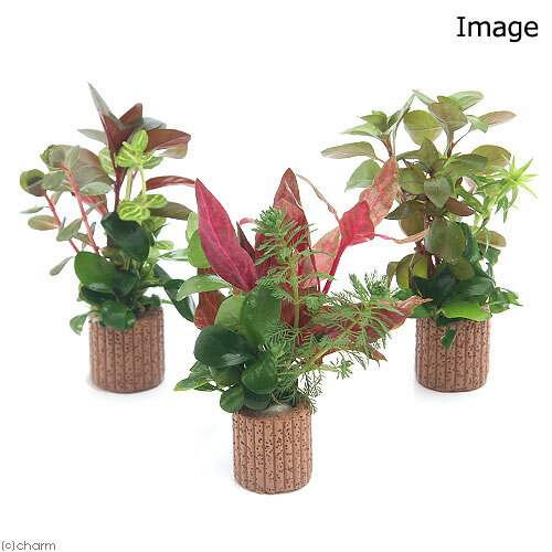 （水草）ライフマルチ（茶）寄せ植えミックス　Ver．クリスマスカラー（水上葉）（...