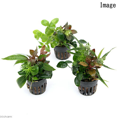 （水草）おまかせ水草寄せ植えポット　Ver．ナナプチ（水上葉）（3ポット）