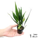 【3枚セット】メダカの産卵用 棕櫚　シュロ皮　3枚 (約50cm×約20cm)　 原皮 メダカ産卵　しゅろ 棕櫚 金魚 卵 産卵床 天然 クリックポスト送料無料【DBP】