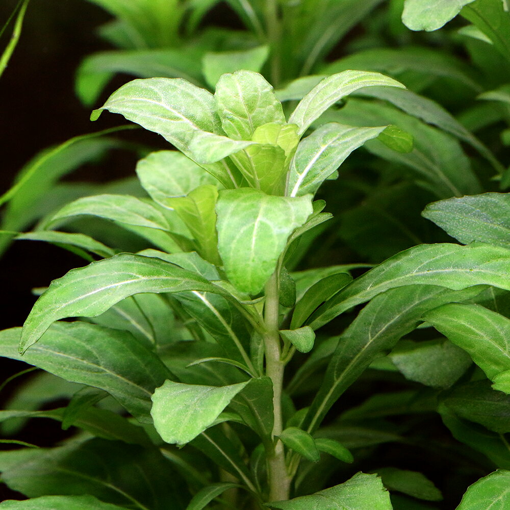 ストロギネスパトゥラータカリカット