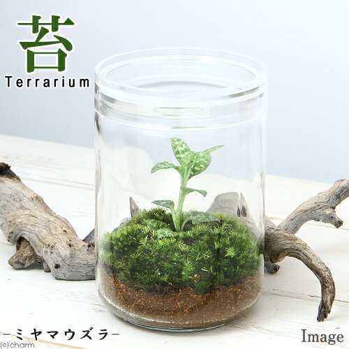 苔Terrarium ミヤマウズラ ガラスボトルL 説明書付 ジュエルオーキッド