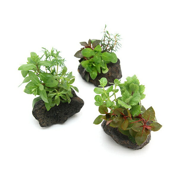 （水草）ミニサイズ　Plants　Arrangeme