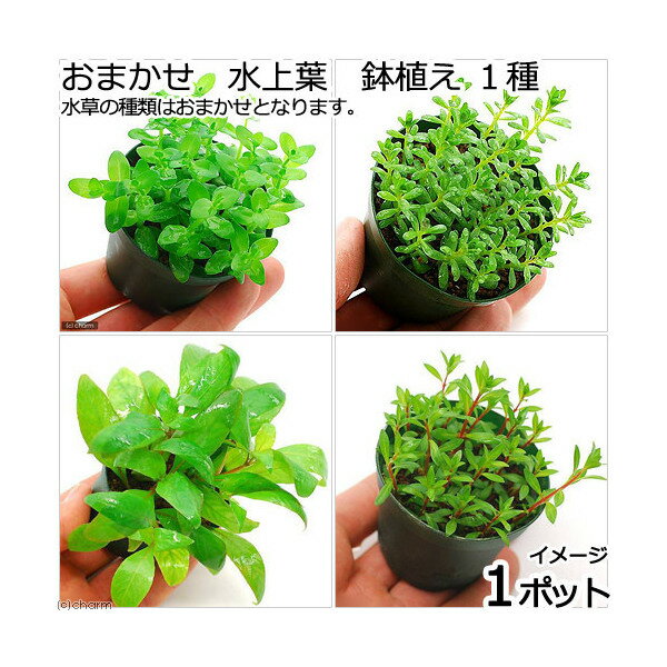 水草 鉢植え おまかせ 水上葉 1種 無農薬 