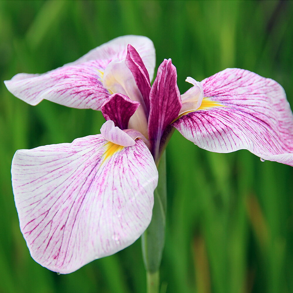 （ビオトープ）水辺植物　花菖蒲　肱川荒磯（ヒジカワアライソ）　（1ポット）