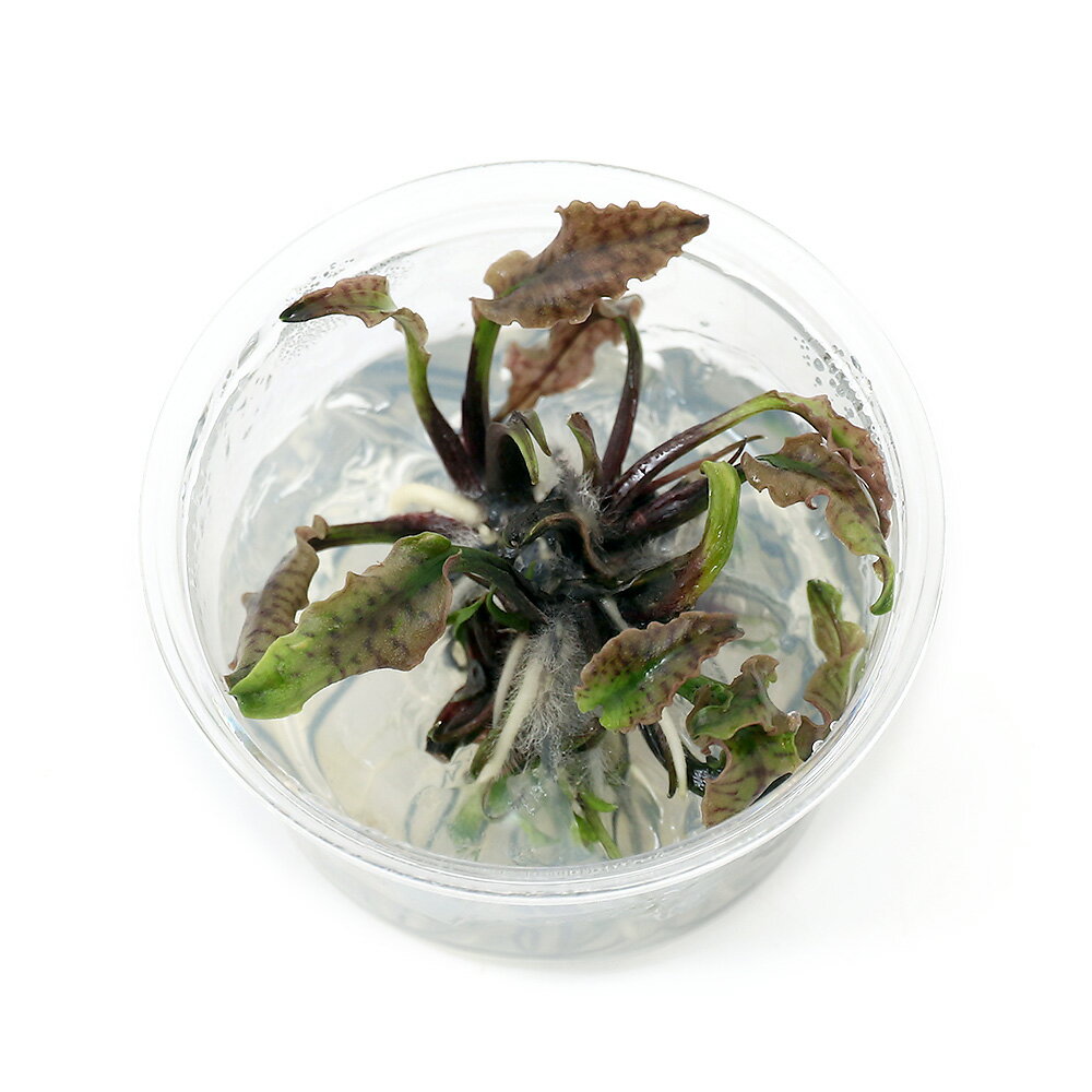 （水草）組織培養　クリプトコリネ　シュルツィ　ミニカップ（無農薬）（1カップ）