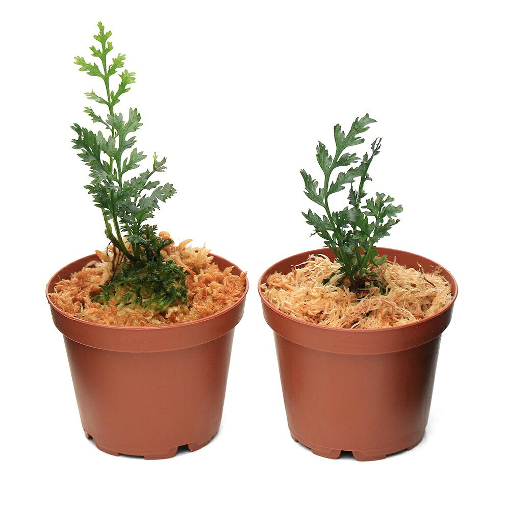 charm 楽天市場店の（テラリウム）ボルビティス　ヘテロクリタ　カスピダータ（1ポット）｜アングル2
