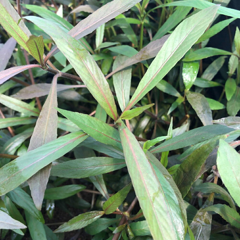 （水草）ハイグロフィラ　コルダータレッド　スリランカ便（水上葉）（無農薬）（1...