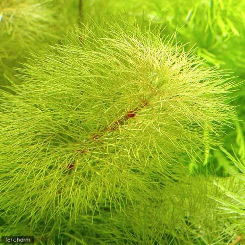 （水草）ピンクアンブリア（水上葉）（無農薬）（10本）