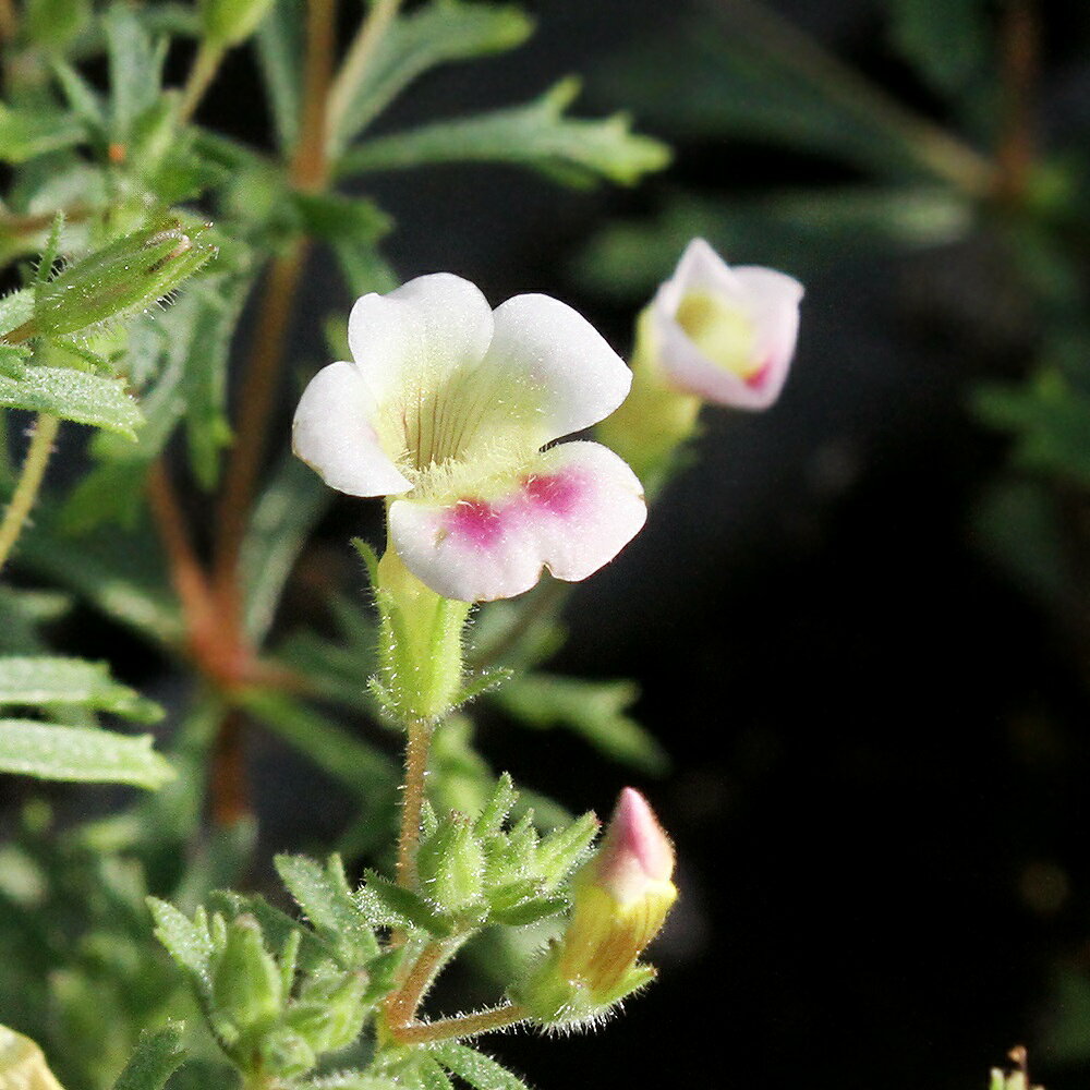 （水草）ピンクアンブリア（水上葉）（無農薬）（10本）