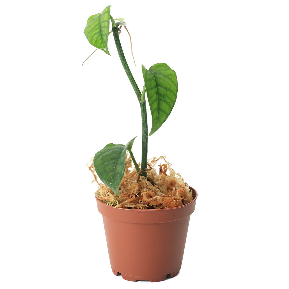 �ʥƥ�ꥦ��˥ե����ǥ�ɥ���sp��Venezuela��1�ݥåȡˡ��̳�ƻ���彣�Ҷ������ݲ�