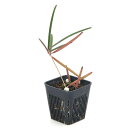 (観葉植物)ホヤ インスラリス(1株)