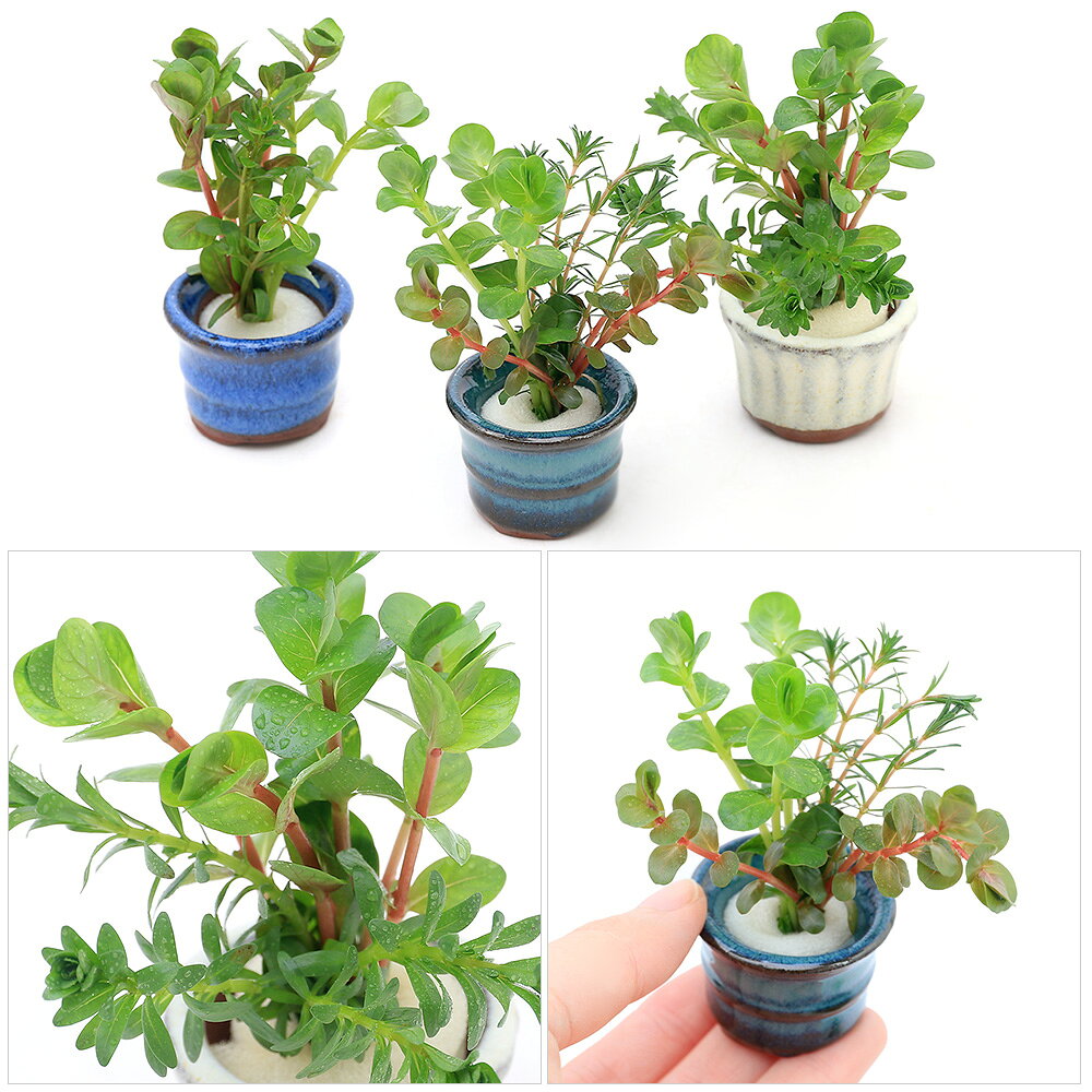 charm 楽天市場店の（水草）豆鉢入り　ロタラミックス（水上葉）（無農薬）（1個）｜アングル2