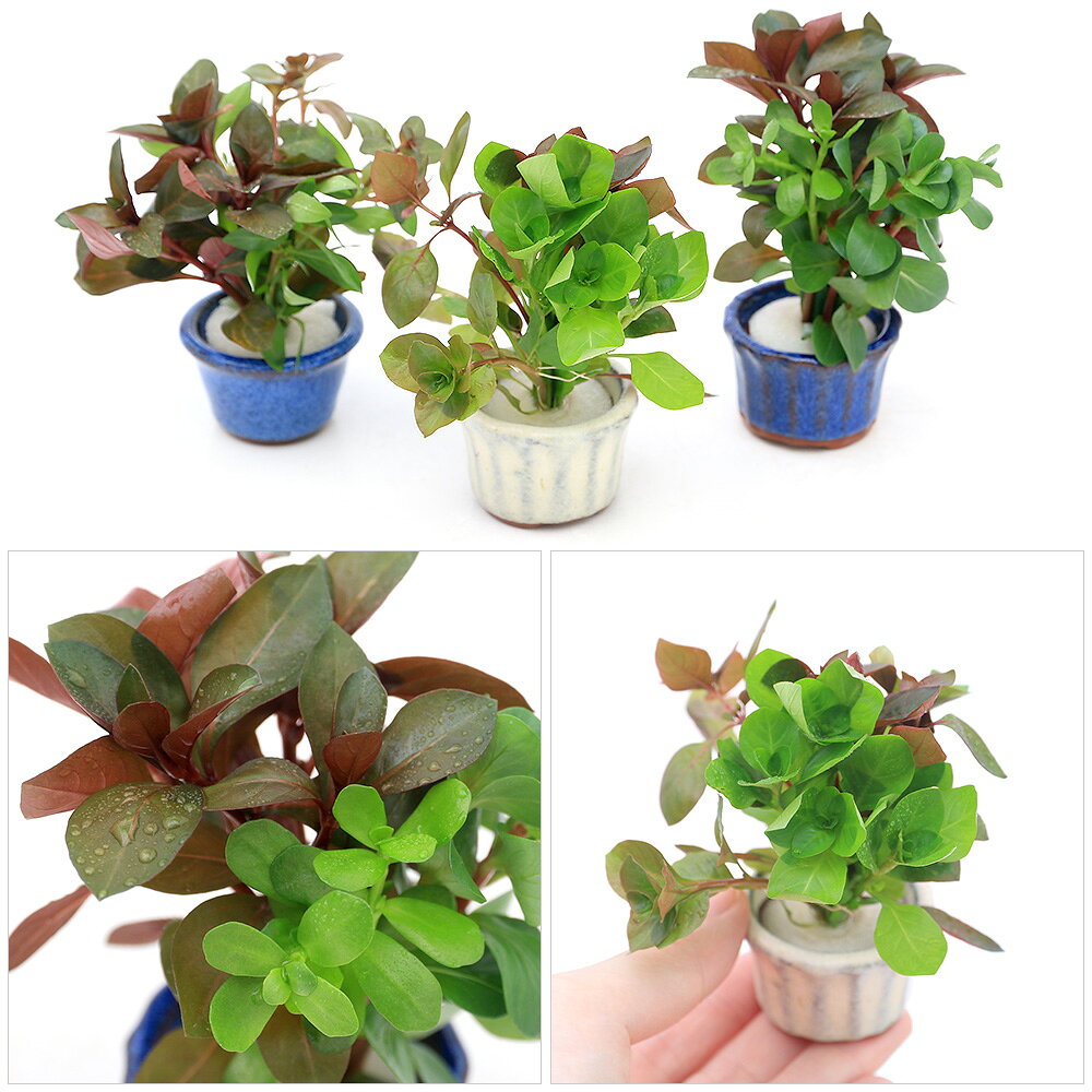 charm 楽天市場店の（水草）豆鉢入り　ルドウィジアミックス（水上葉）（無農薬）（1個）｜アングル2