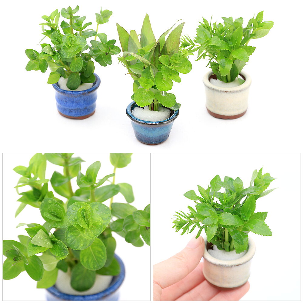 charm 楽天市場店の（水草）豆鉢入り　新緑ミックス（水上葉）（無農薬）（1個）｜アングル2